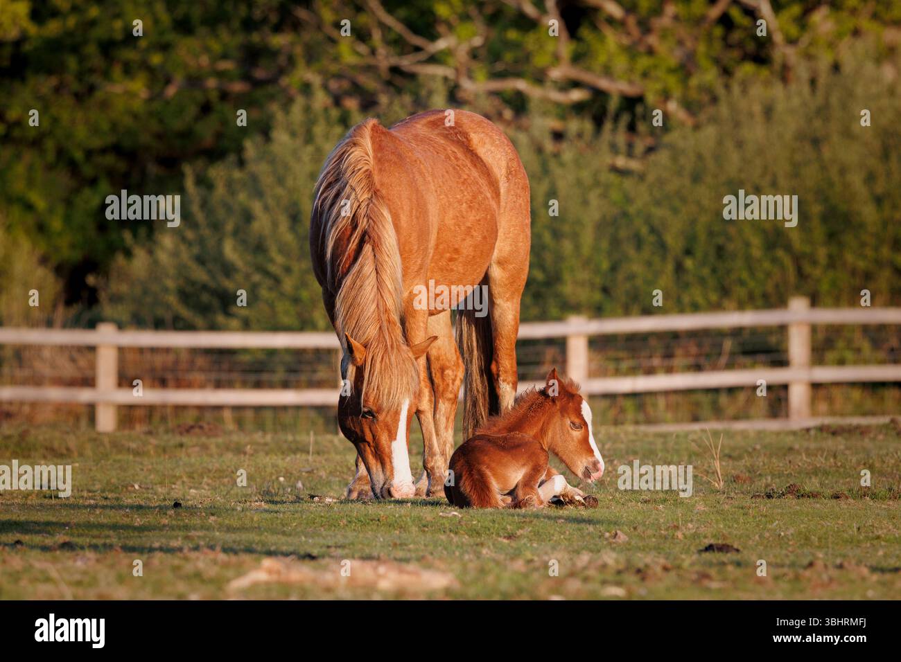 Stute und Fohlen im New Forest bei Sonnenaufgang. Warmes Licht am frühen Morgen unterstreicht die Verbindung zwischen Mutter und Jungpferd, die in Ruhe weiden und ruhen Stockfoto