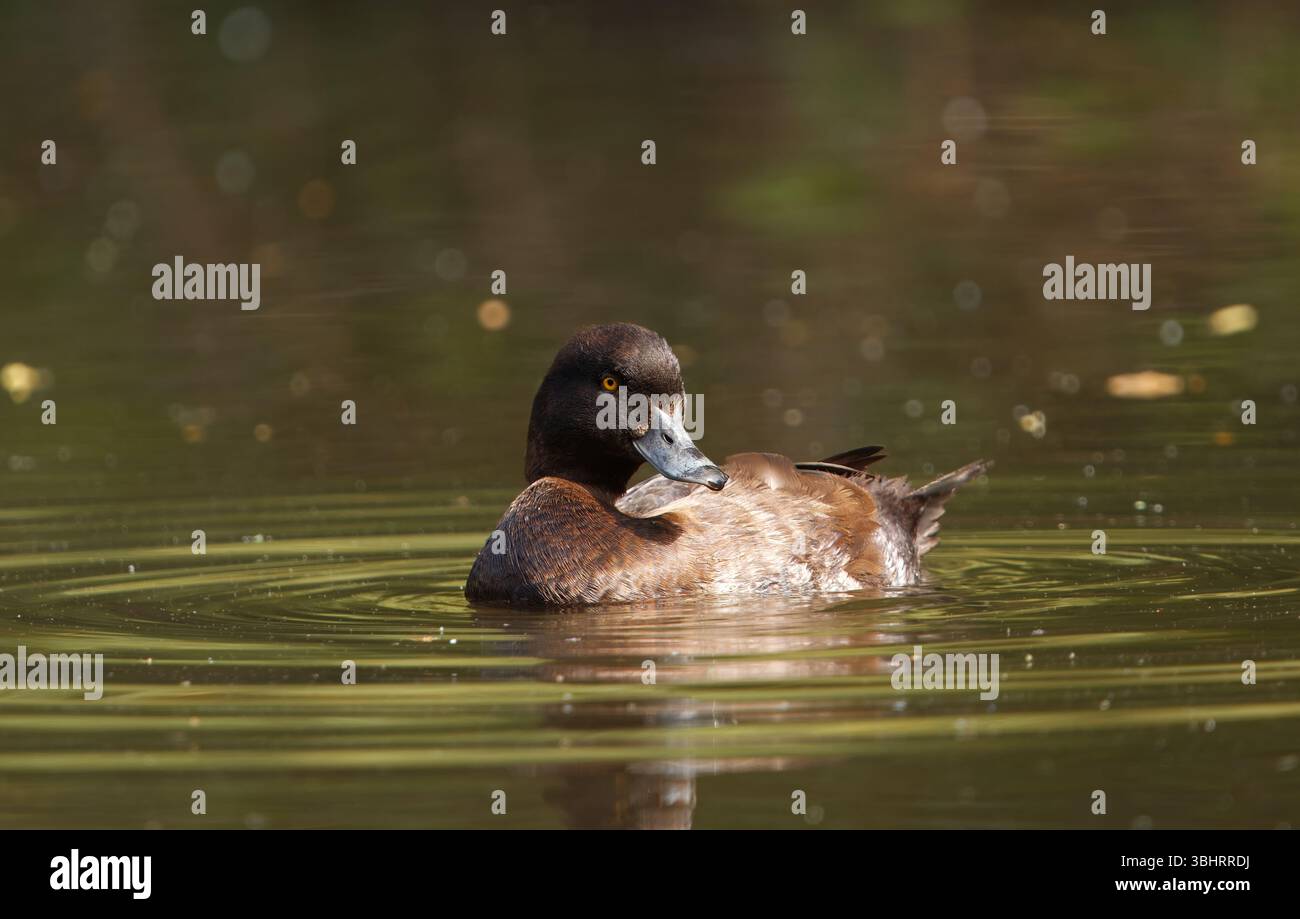 Ein friedliches Bild einer braunen weiblichen getufteten Ente, die anmutig auf einem ruhigen Teich schwimmt, umgeben von sanften Wellen und sanfter Beleuchtung. Stockfoto