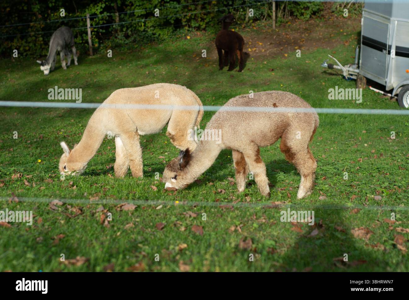 Zwei freundliche Alpakas genießen einen ruhigen Nachmittag, während sie auf einer lebendigen Weide auf Gras fressen, während andere Alpakas im Hintergrund herumstreifen und eine ruhige Ferne schaffen Stockfoto