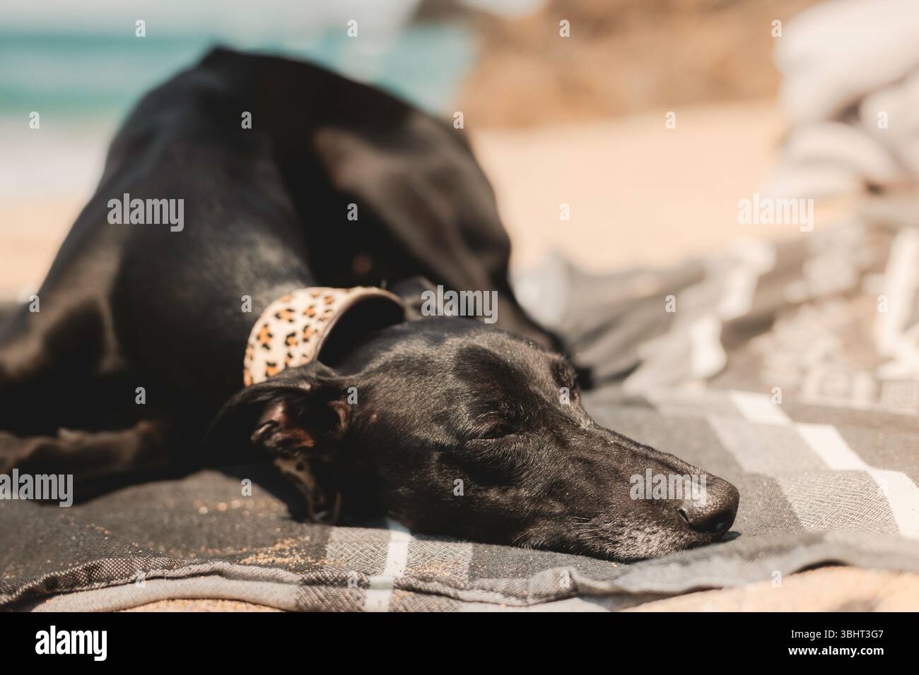 Schwarze Whippet auf einer Decke am Strand in der Sonne, Porthcothan Bay, Cornwall Stockfoto