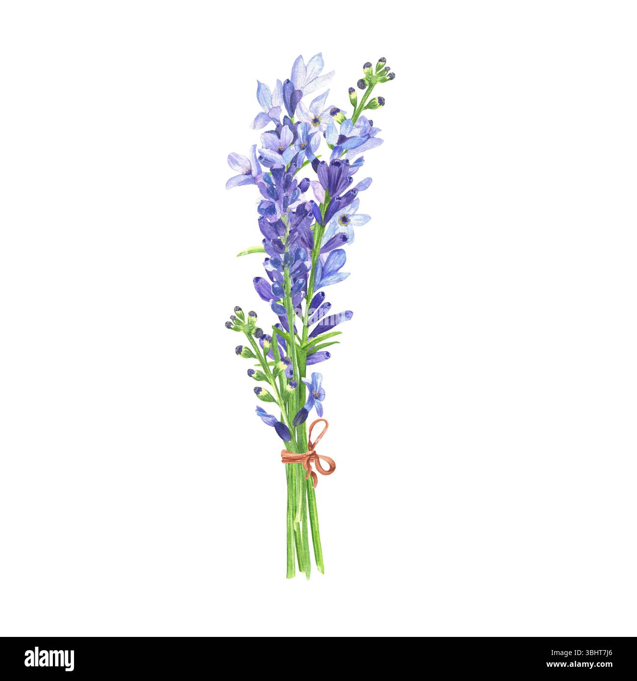 Lavendelzweige in Aquarellfarben mit blauen Fliederblüten. Handgezeichnete Illustration duftender aromatischer Pflanzen für Aromatherapie, Heilchakren, Kräuter Stockfoto