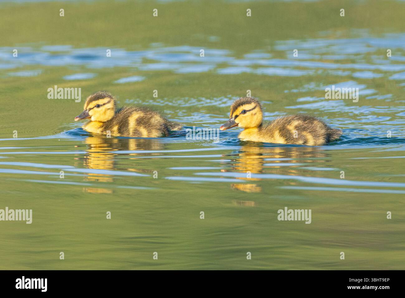 Zwei Stockenten (Anas platyrhynchos) schwimmen zusammen auf ruhigem Seewasser im frühen Morgenlicht im Plumas County, Kalifornien. Stockfoto