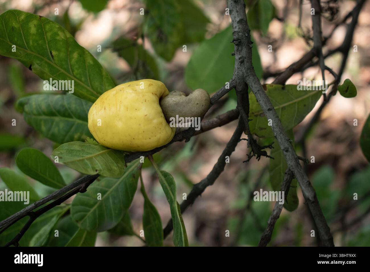Ein reifer gelber Cashewapfel mit seiner angebrachten Nuss wächst auf einem Baumzweig, umgeben von grünen Blättern. Stockfoto