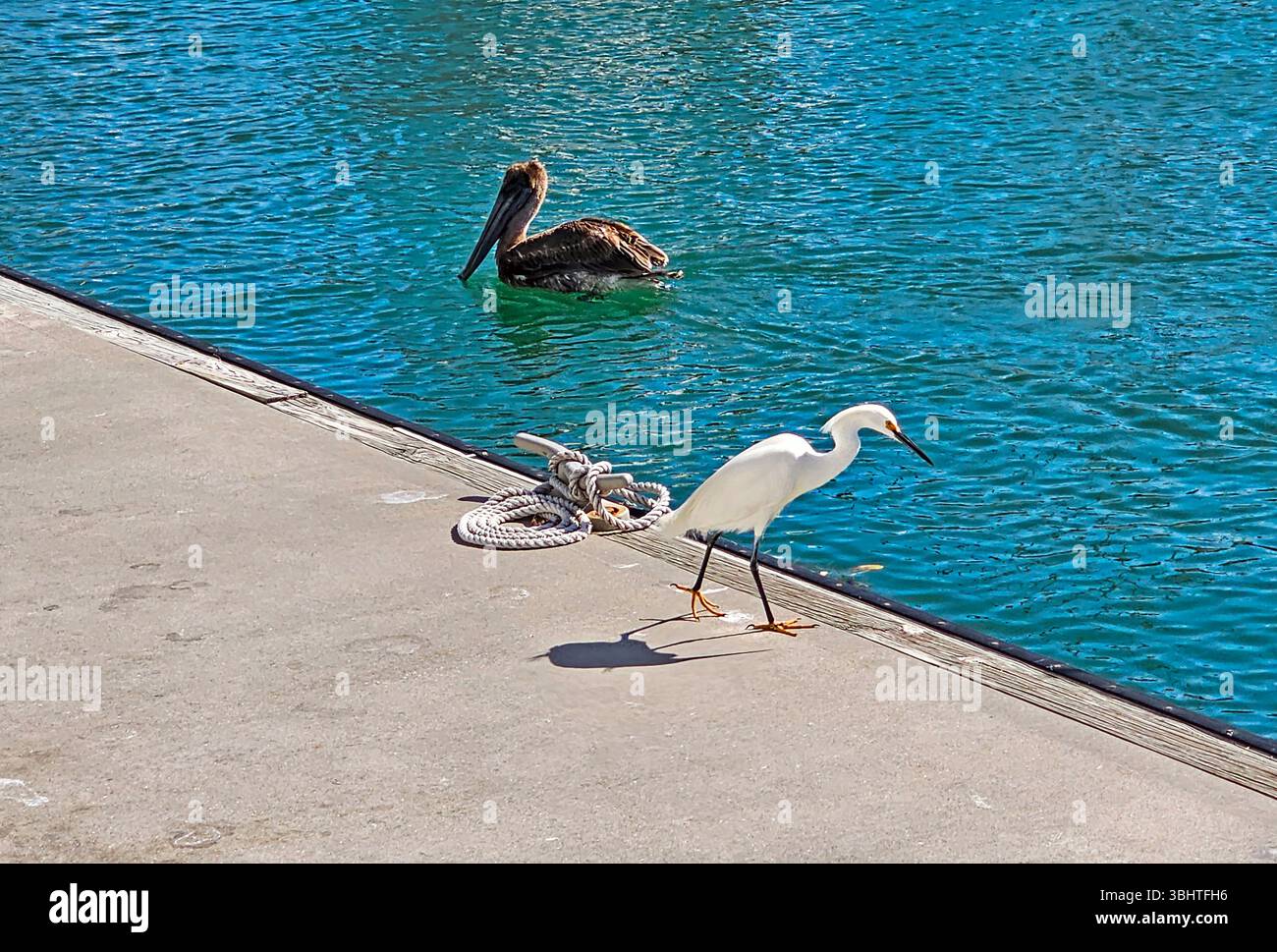 Ein Snowy Egret, Egretta Thula und ein junger Brown Pelican, Pelecanus occidentalis, im Yachthafen von Clearwater an der Golfküste Floridas. - Smartphone-aufgenommenes Stockfoto