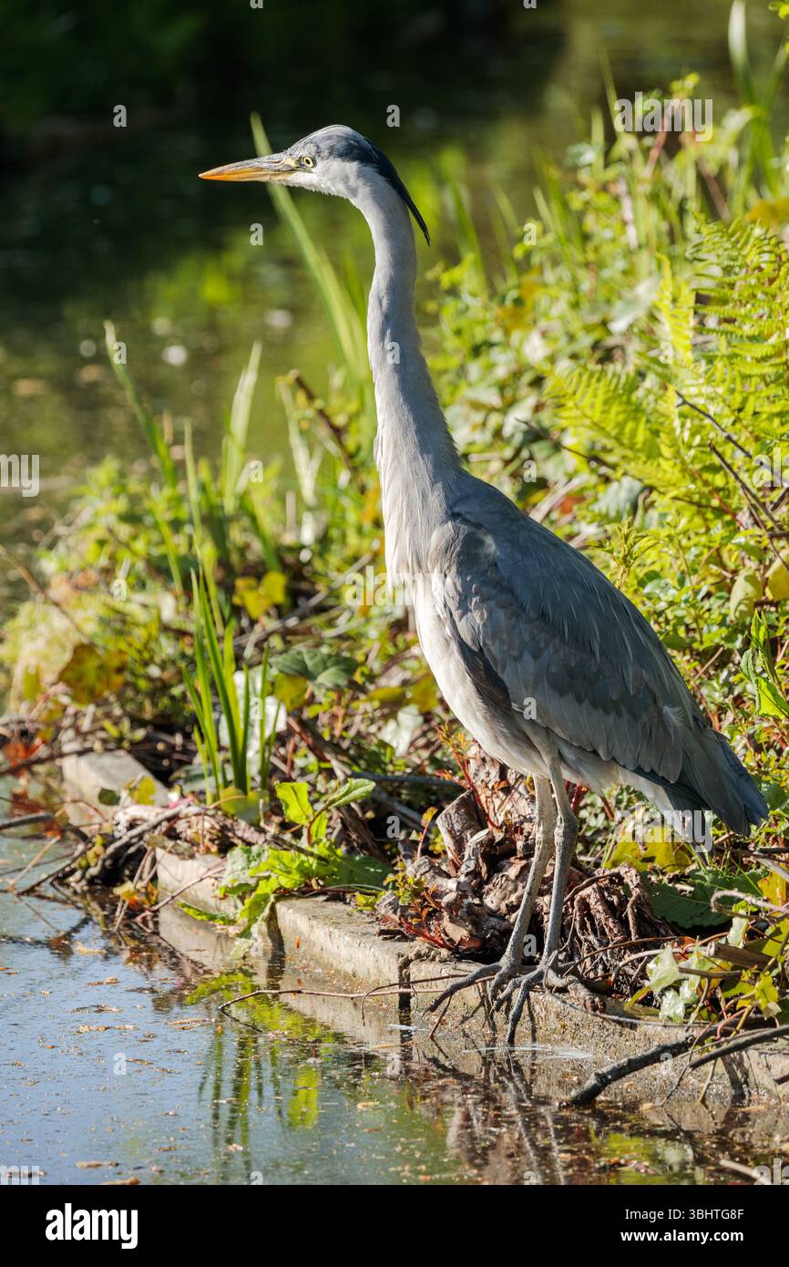 Graureiher (Ardea cinerea) steht aufrecht und wachsam in der Nähe einer Wasserstraße in den Niederlanden, die im Frühjahr 2025 gefangen wurde. Stockfoto
