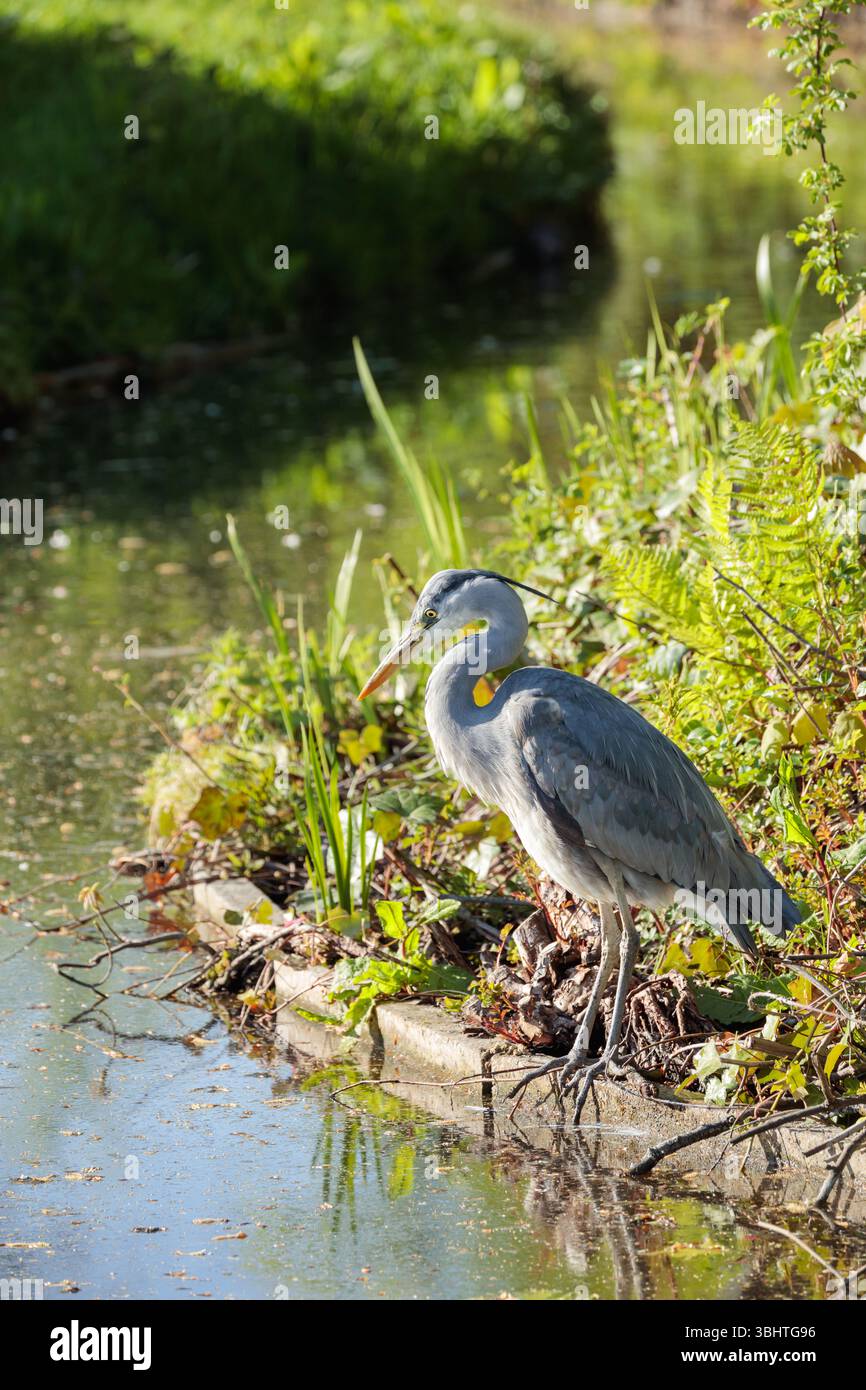 Ein grauer Reiher ruht neben einem ruhigen Stadtbach in Südholland, Niederlande. Aufgenommen im Frühjahr 2025 Stockfoto