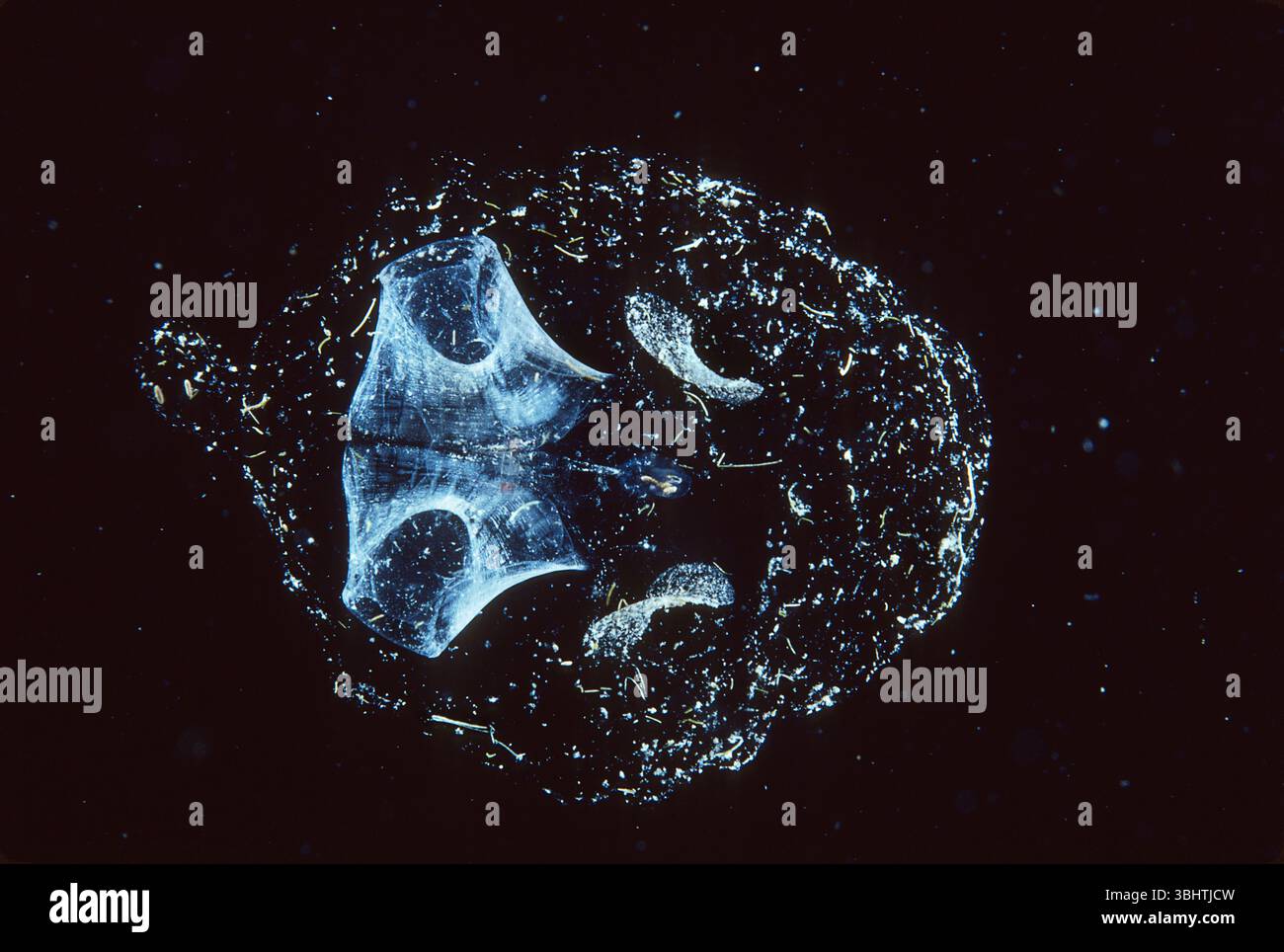 Oikopleura ist ein winziges, Kaulquetschen-ähnliches Meeresröschen, das komplizierte, schleimige „Häuser“ baut, um Plankton aus dem Meerwasser zu filtern. Stockfoto