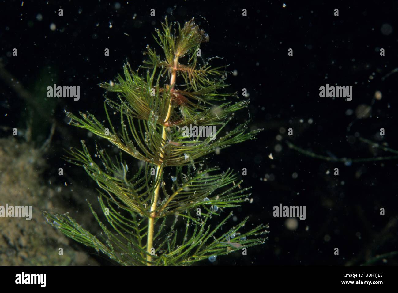 Invasive Wasserpflanze, eurasische Wassermilfoil, Unterwasser im St. Lawrence River. Stockfoto
