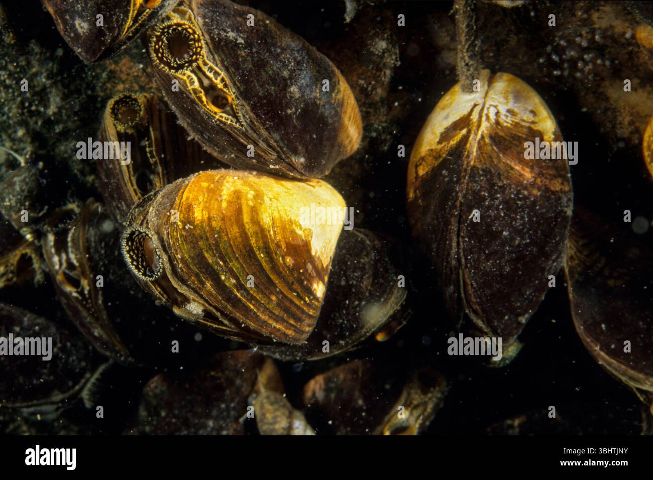 Quaggamuscheln sind eine invasive Art, die versehentlich in zahlreiche Gebiete wie den St. Lawrence River eingeführt wurde. Stockfoto