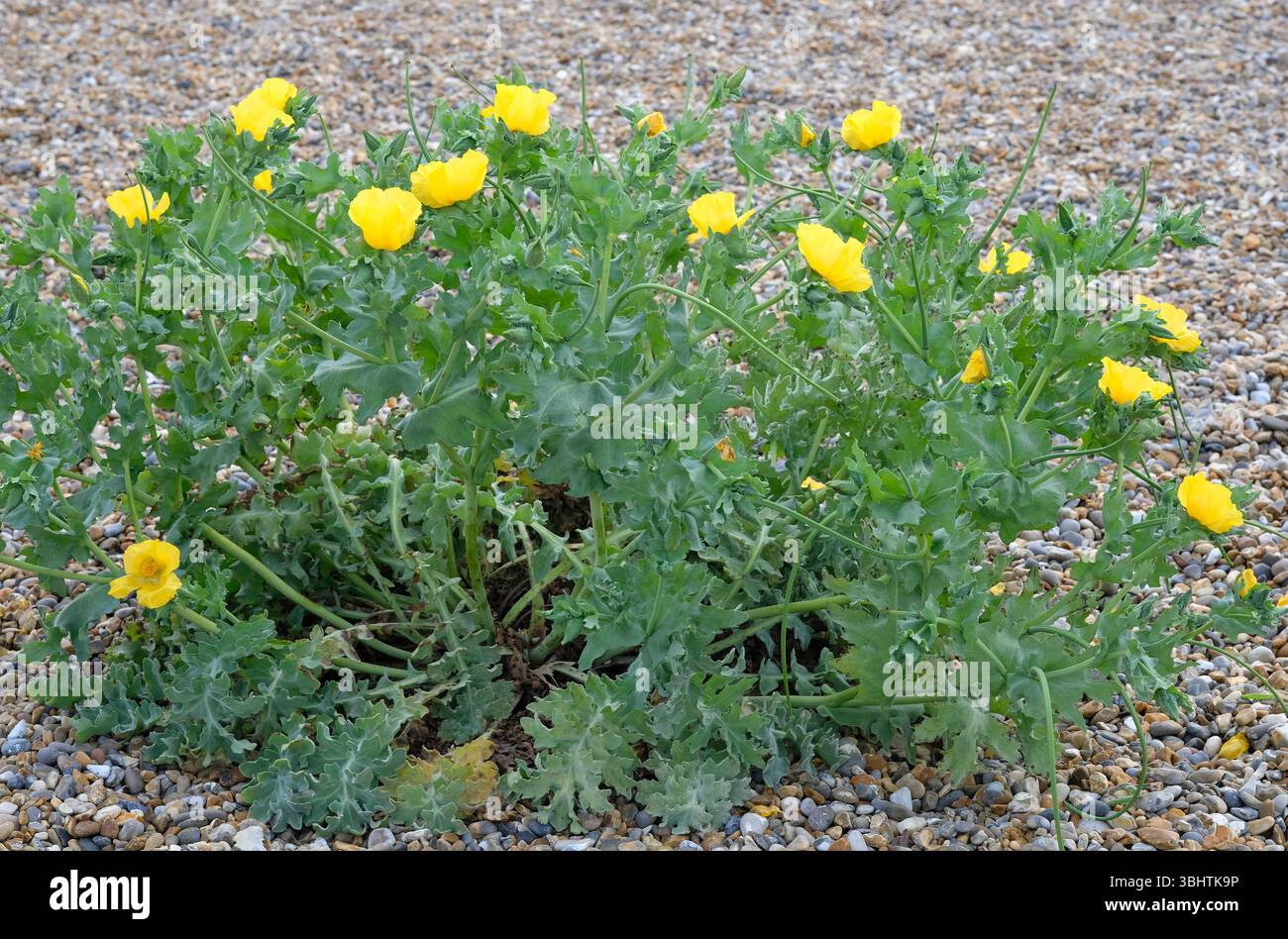 Blühende Mohnpflanze mit gelben Hörnern, cley-next-the-Sea, Nord-norfolk, england Stockfoto