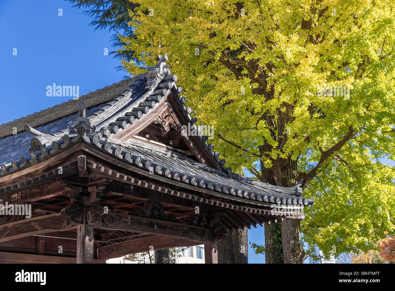 japanisches Tempeldach mit Herbstgingo-Baum Stockfoto