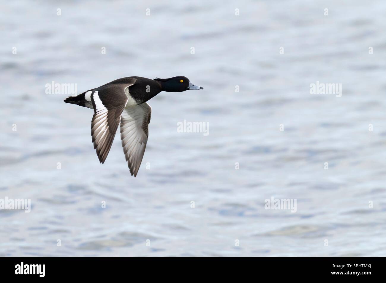 Adulte männliche Tufted Pochard (Aythya fuligula) im Flug Stockfoto