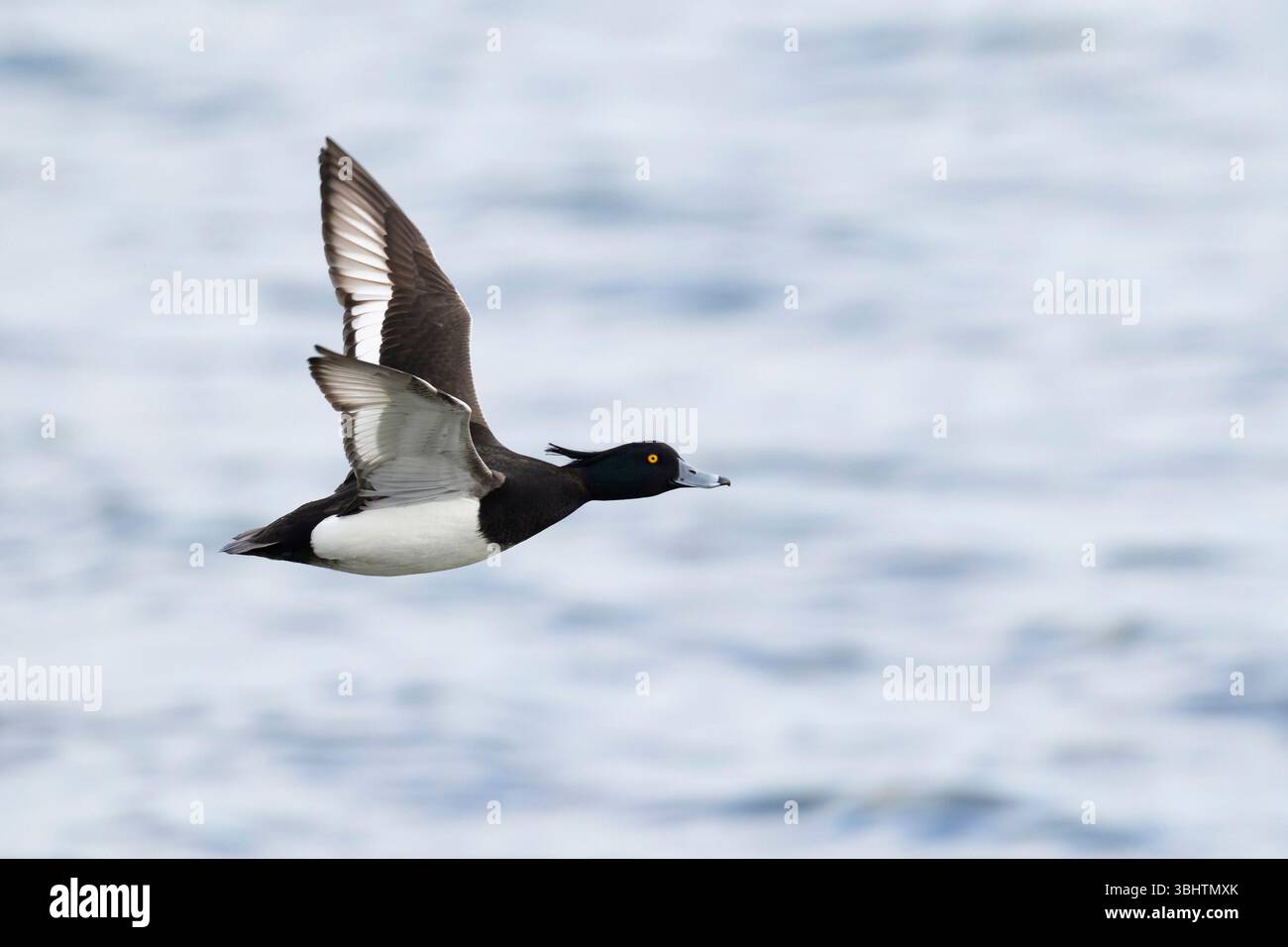 Adulte männliche Tufted Pochard (Aythya fuligula) im Flug Stockfoto