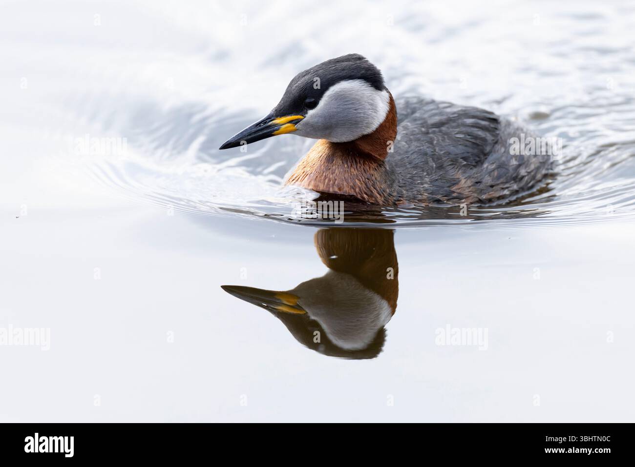 Alleinerwachsener Rothals-Grebe (Podiceps grisegena) schwimmt und zeigt sein schönes Spiegelbild vor sich Stockfoto