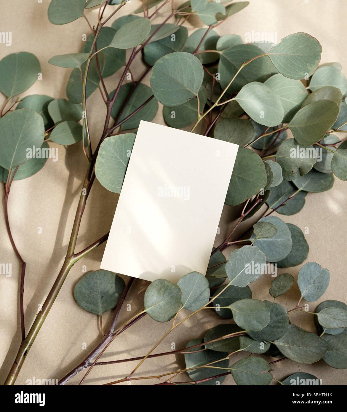 Kartenmockup Eukalyptus Hell- und schattenbraunes beiges ästhetisches natürliches organisches Hintergrunddesign Stockfoto