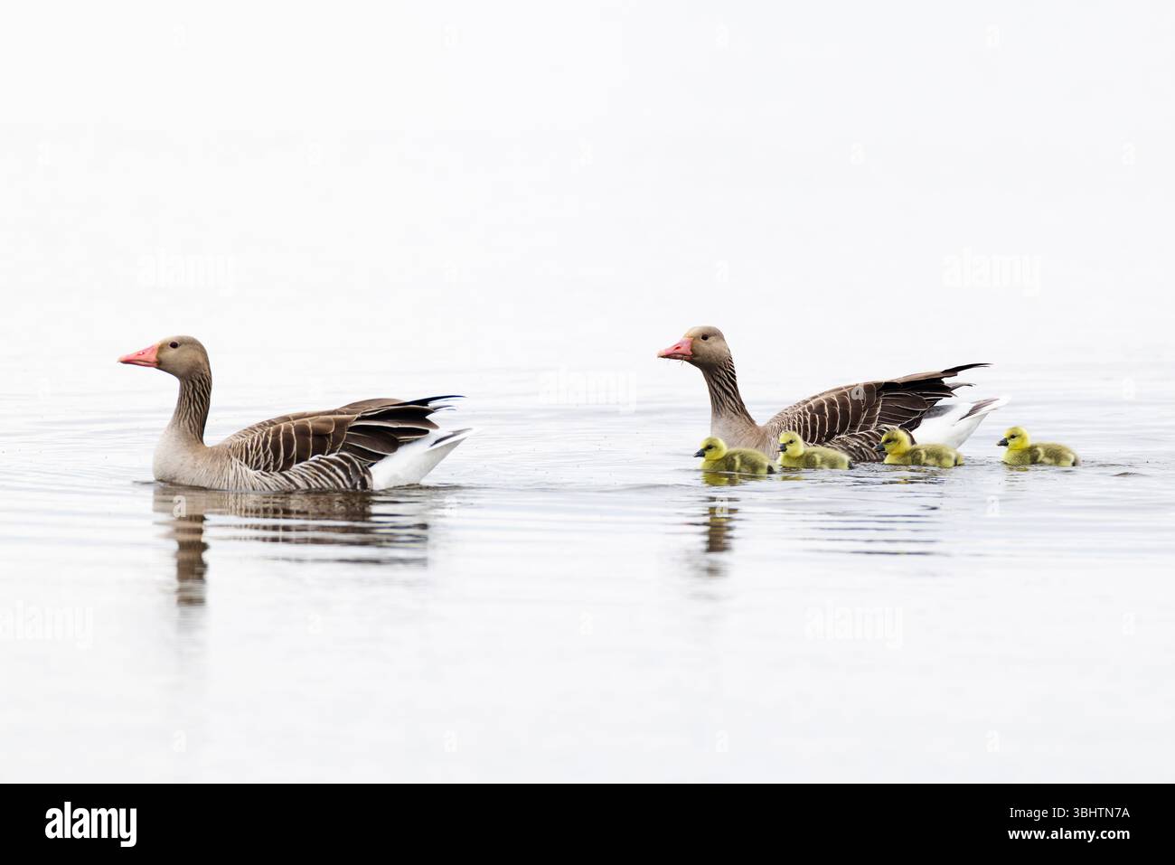 Ein Paar Graugans (Anser Anser) mit vier flauschigen Enten Stockfoto