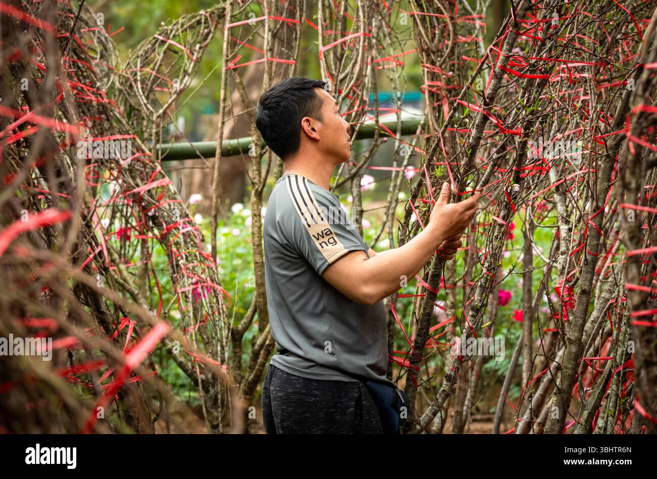 Ein vietnamesischer Mann wählt eine dekorative große Pfirsichblüten-Filiale (hoa dao) für einen Kunden auf einem Mondneujahrsmarkt in Hamnoi, Vietnam. Stockfoto