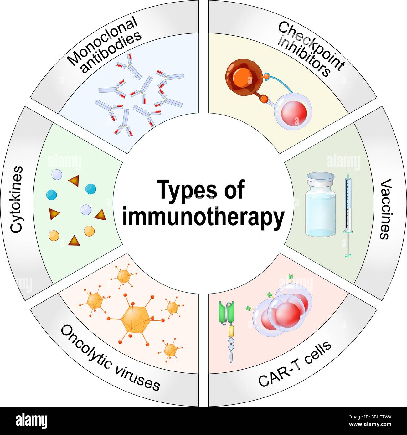 Arten der Immuntherapie. Monoklonale Antikörper, Checkpoint-Inhibitoren, Zytokine, Impfstoffe, onkolytische Viren, und CAR-T-Zellen. Personalisierte Medizin. Stock Vektor