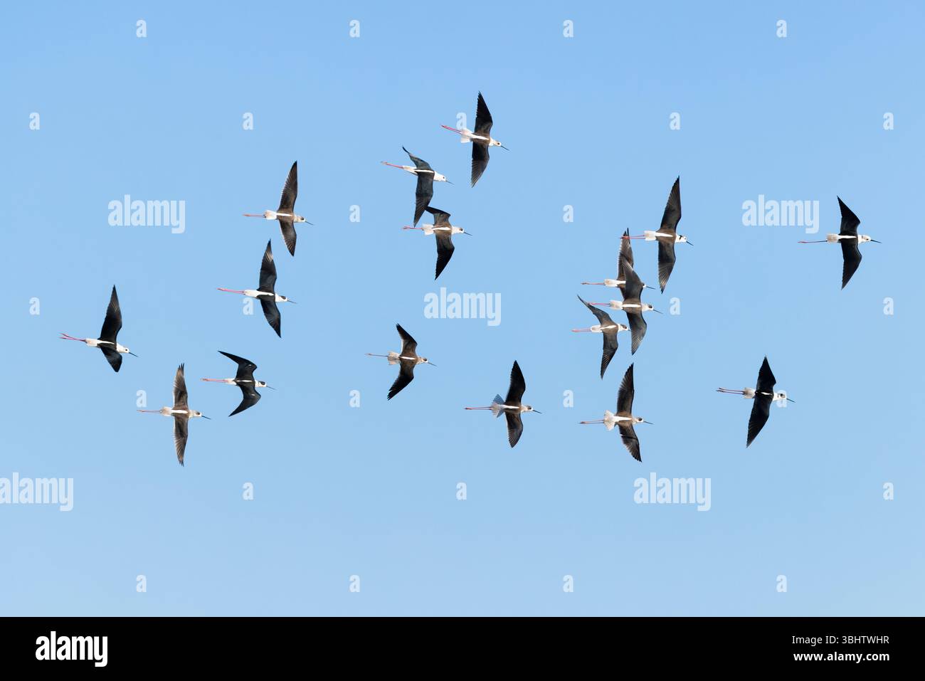 Schwarzflügelpfahl Himantopus himantopus, erwachsene Herde im Flug, Etang de Vaccarès, Provence, Frankreich, Dezember Stockfoto