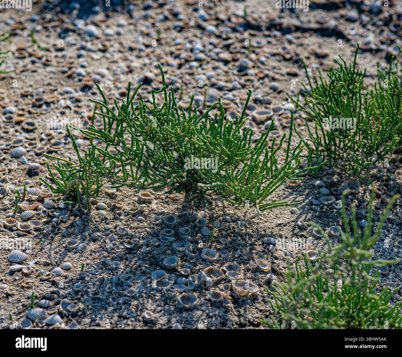 Das Foto zeigt Muscheln, die auf sandigem Boden zwischen grünen Halogenpflanzen verstreut sind. Sonnenlicht hebt die Strukturen und Details der natürlichen Umgebung hervor Stockfoto