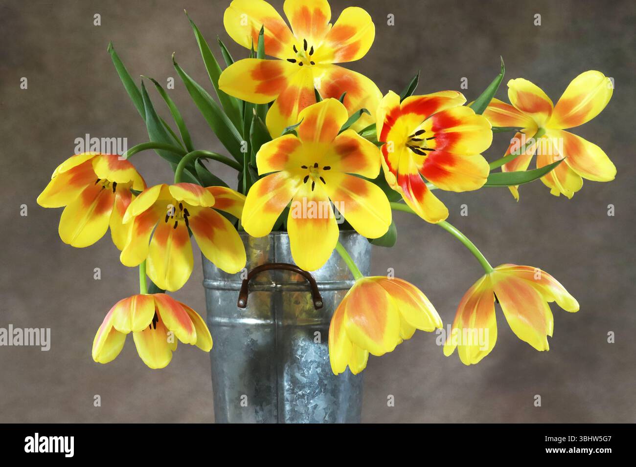 Porträt einer Metallvase aus gelben und roten Tulpen in voller Blüte auf einem glatten Hintergrund. Stockfoto