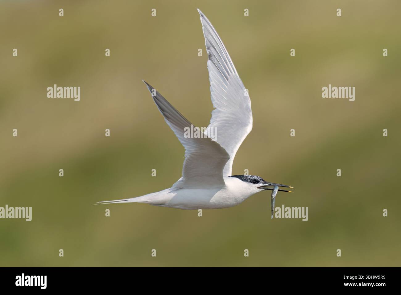 Sandwich-Tern, die ihre Jungen mit Nahrung versorgen, im Hodbarrow RSPB Reserve in Cumbria Stockfoto