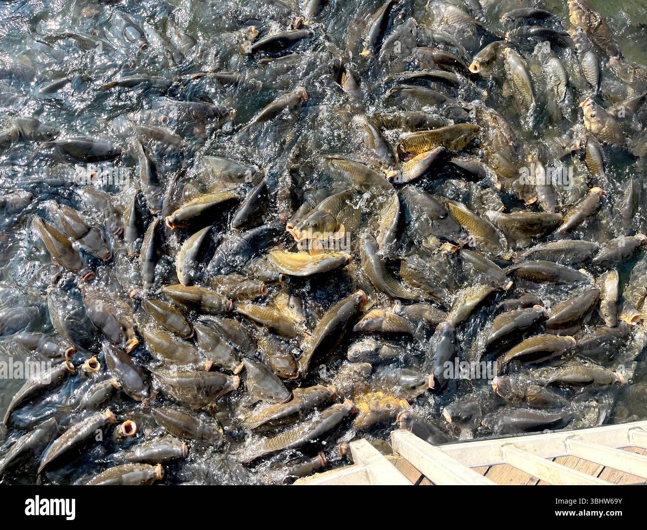 Gewöhnliche Karpfen Cyprinus carpio schwärmen an der Oberfläche während der Fütterungszeit im städtischen See - Smartphone-aufgenommenes Stockfoto