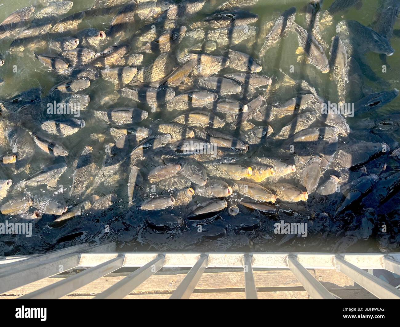 Karpfen dicht an der Wasseroberfläche in einem künstlichen städtischen See, die sich aktiv ernähren und um Nahrung konkurrieren - Smartphone-aufgenommenes Stockfoto