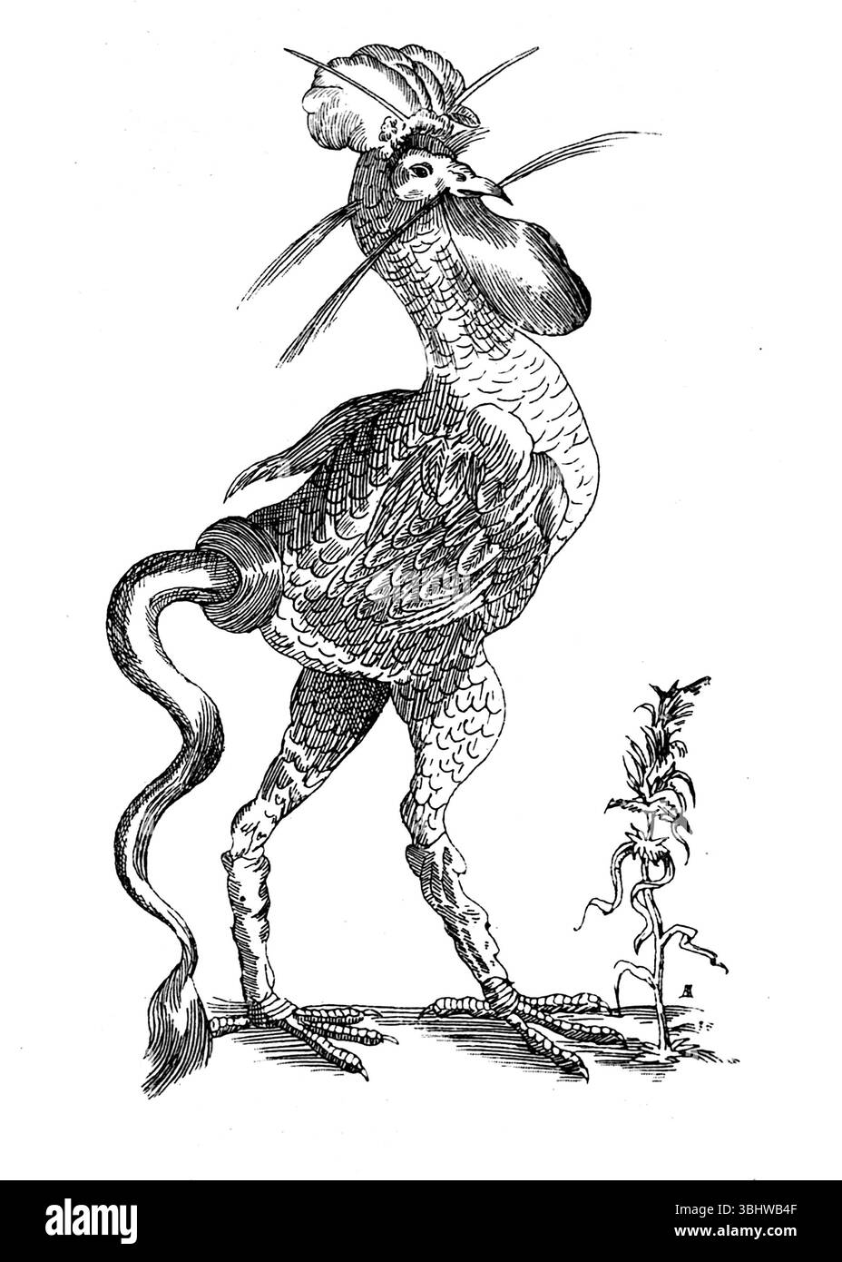 John Ashton - Curious Creatures in Zoology - 1890 Stockfoto