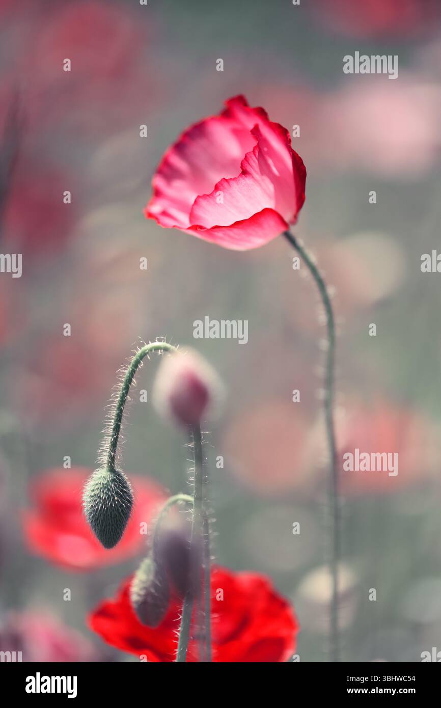 Blühender roter Mohn auf Mohnfeld Nahaufnahme. Naturfotografie Stockfoto