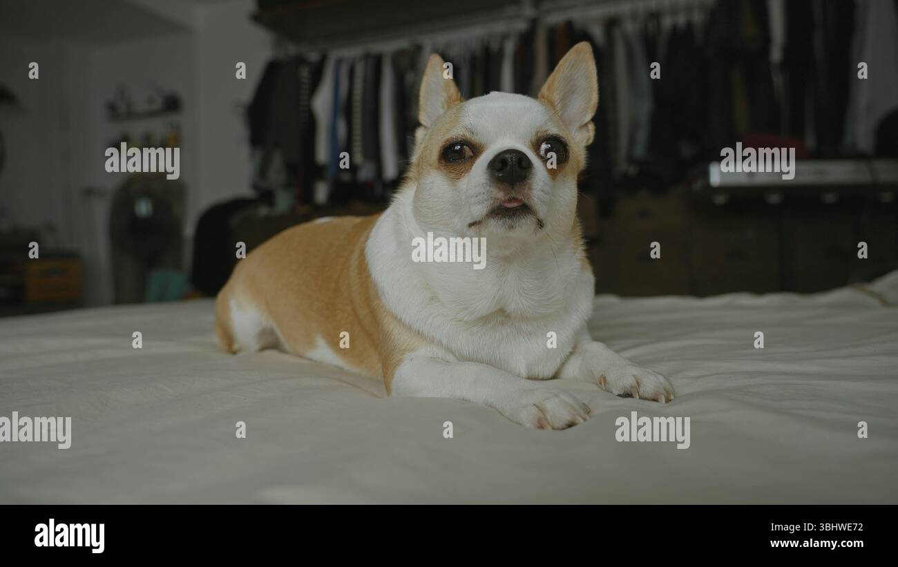 Chihuahua-Hund mit weißem und braunem Pelz liegt auf einem Bett in einem gemütlichen Schlafzimmer, umgeben von heimeligen Details wie Kleidung und Möbel, die die häusliche Tracht einfangen Stockfoto