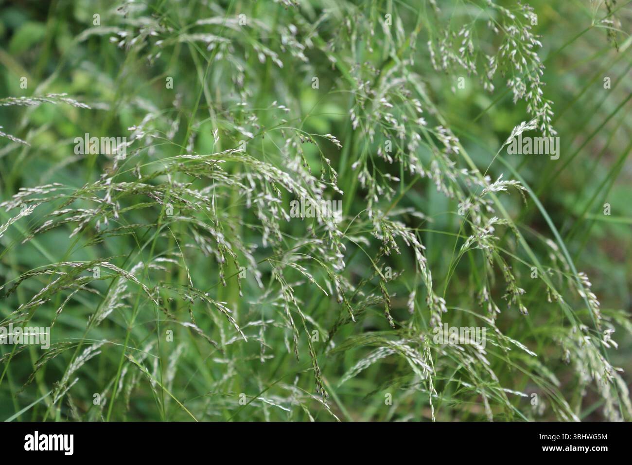 Grashalme mit Samenköpfen Agrostis Stockfoto