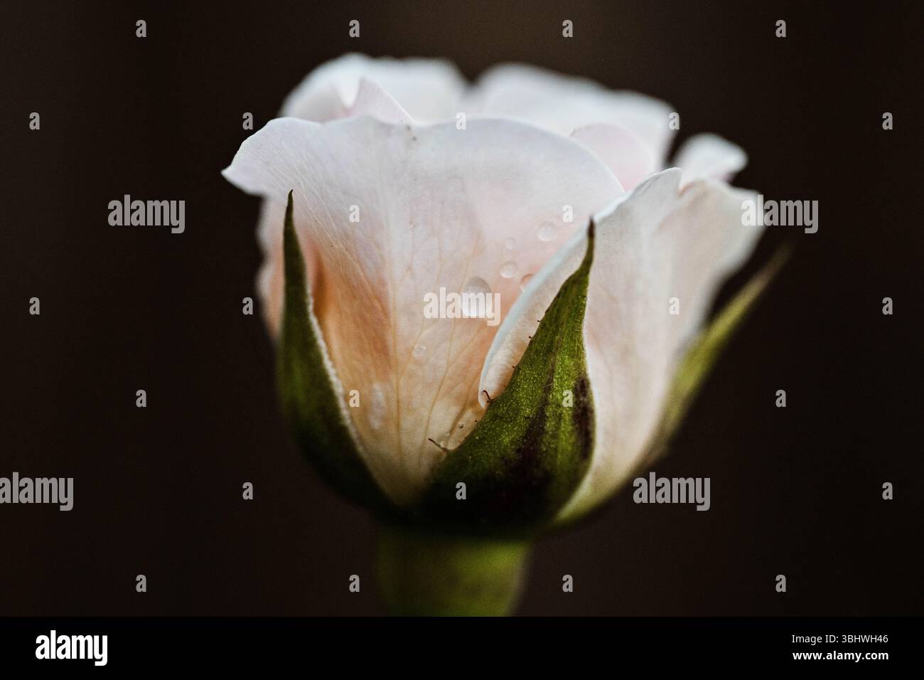 Neue Rose in Blüte mit Regentropfen nach einer Sommerdusche Stockfoto