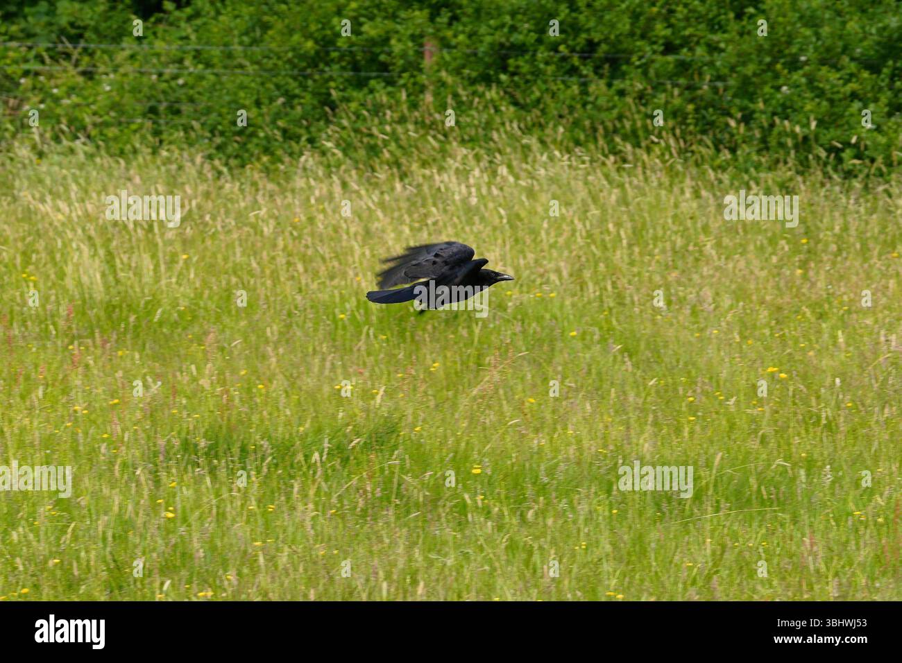 Krähe fliegt tief über langem Gras Stockfoto
