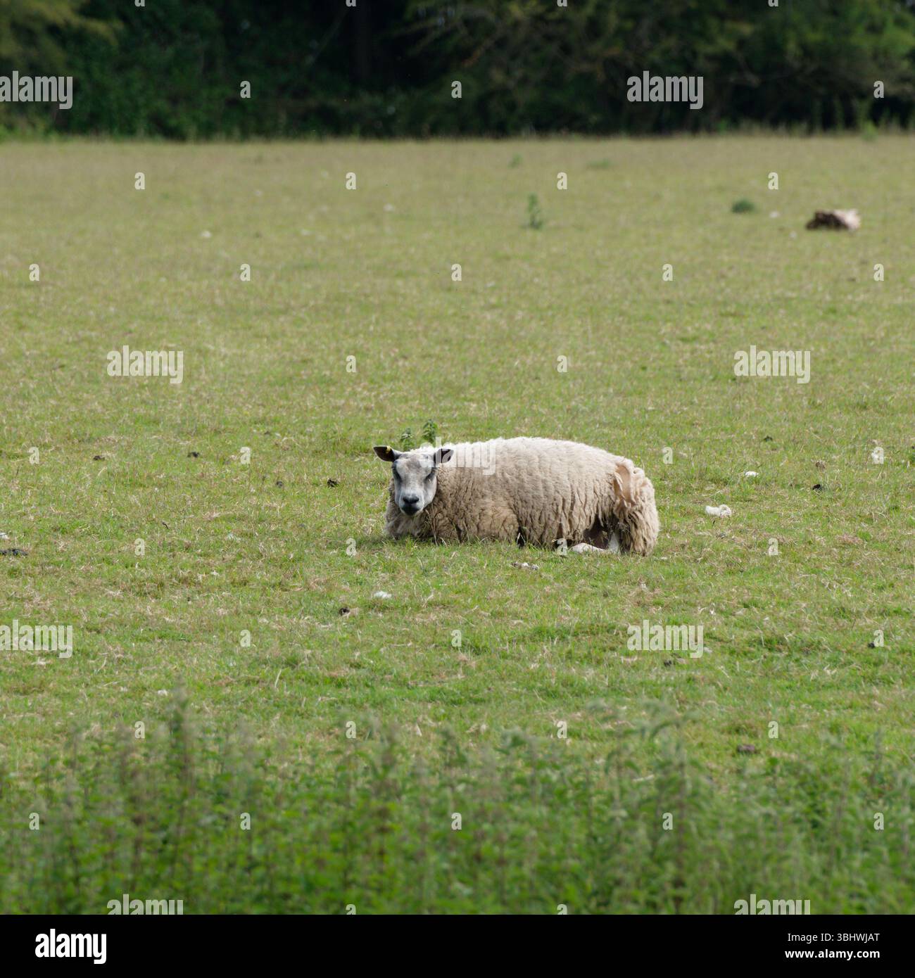 Krähe fliegt tief über langem Gras Stockfoto