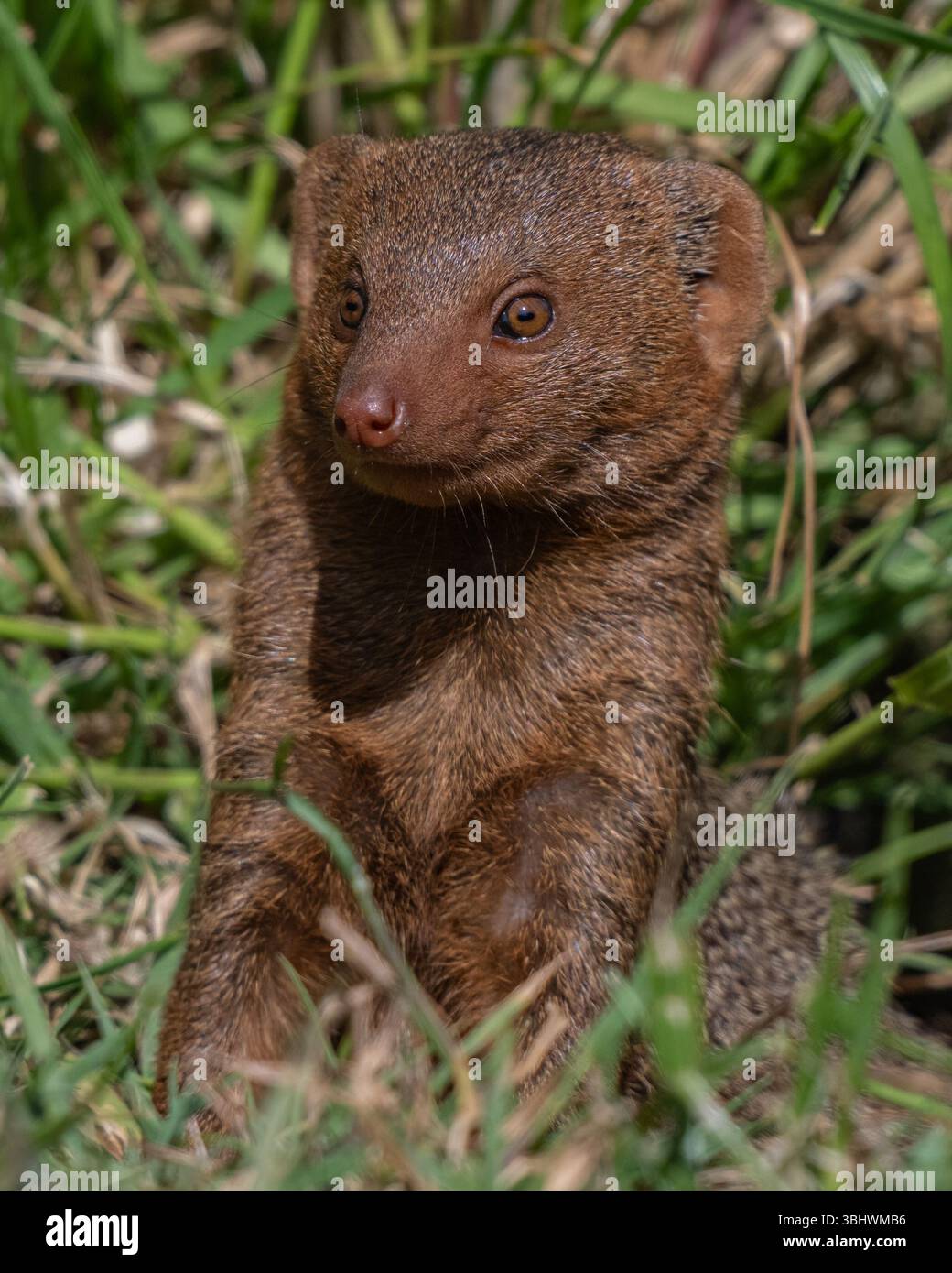 Zwerg-Mongoose Stockfoto