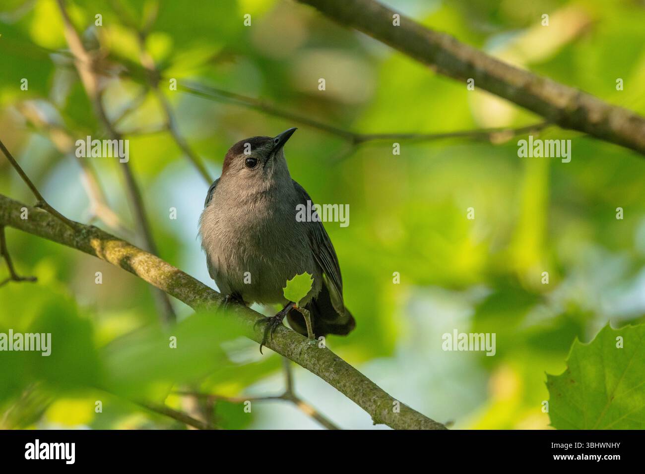 Grauer Katzenvogel, der auf einem Ast thront Stockfoto