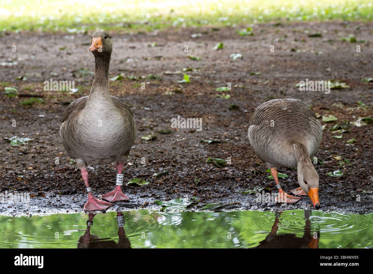 Ein wunderschönes Nahaufnahme-Porträt von Gänsen, die Wasser auf einem See trinken Stockfoto