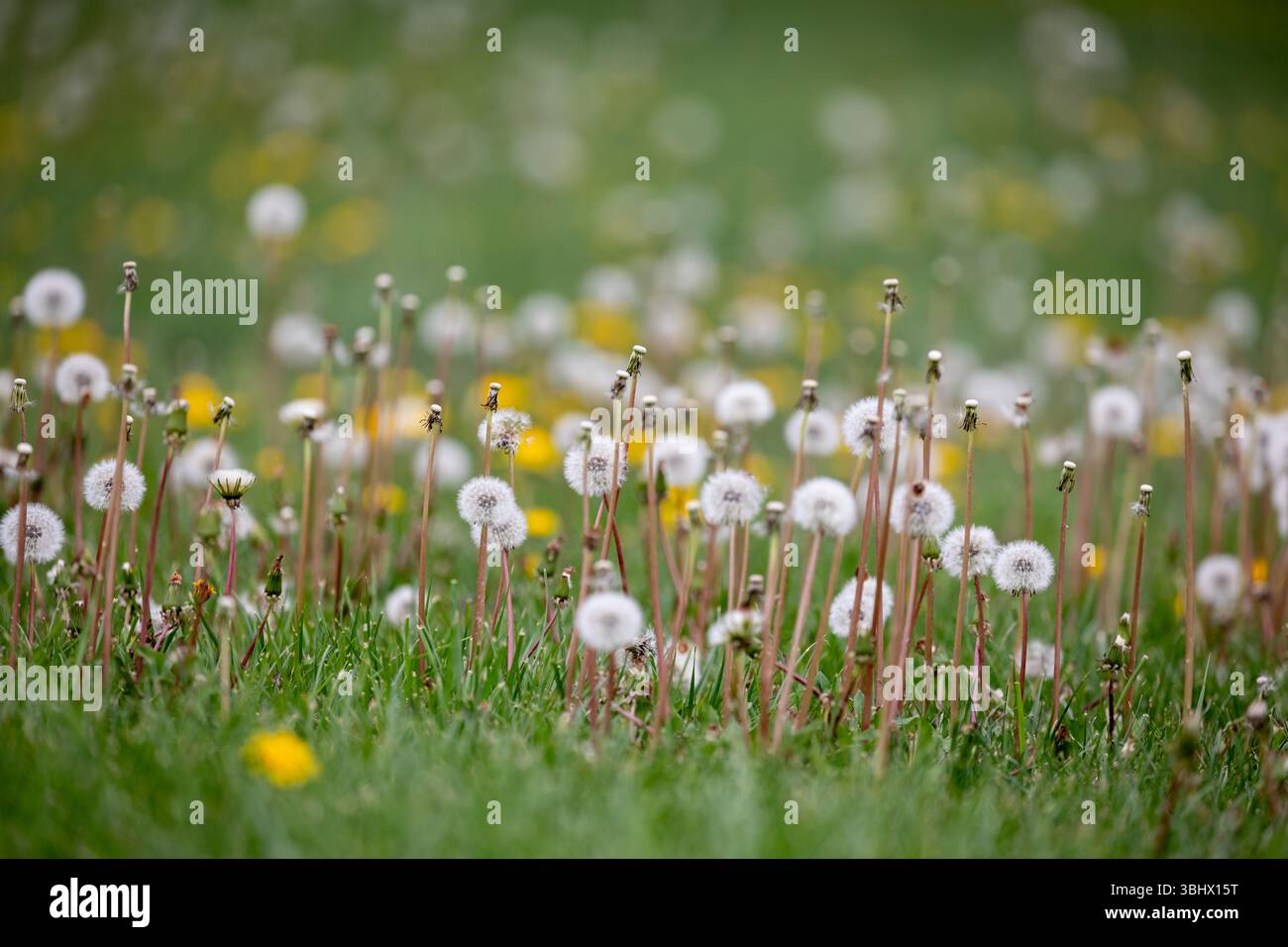 Löwenzahn wächst im Gras. Stockfoto