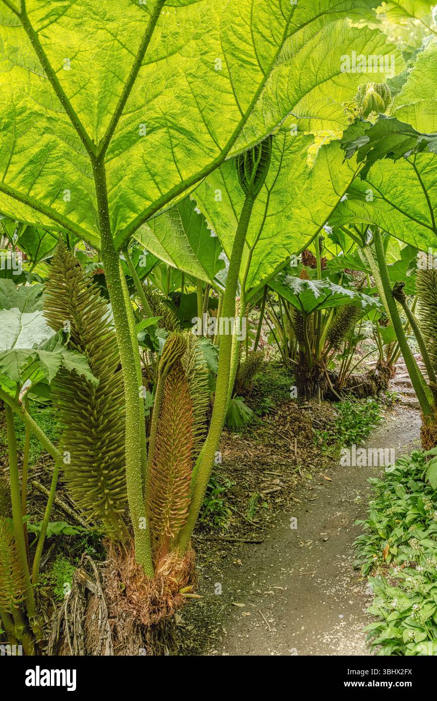 Gunnera Passage Garten im Zentrum von Trebah Garden, Cornwall, England, UK Stockfoto