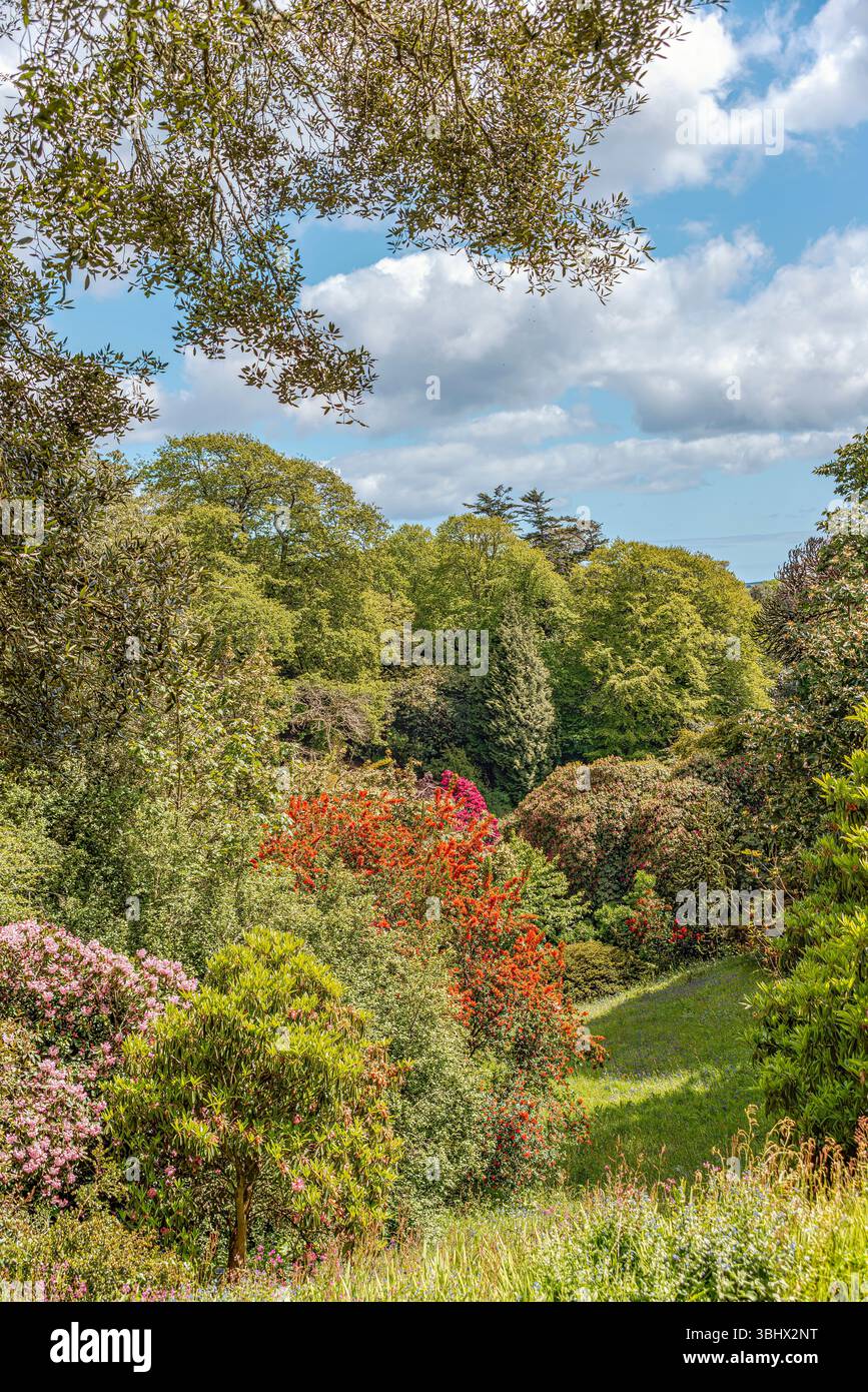 Rhododendron-Tal im Zentrum von Trebah Garden, Cornwall, England, UK Stockfoto