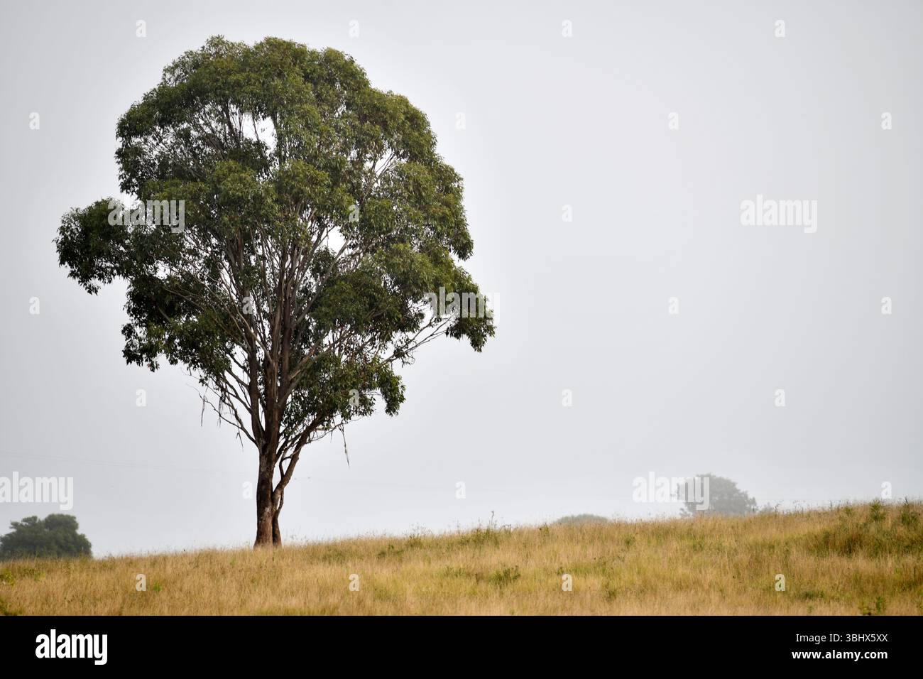 Nebelmorgen auf einer Farm im ländlichen Queensland, Australien Stockfoto