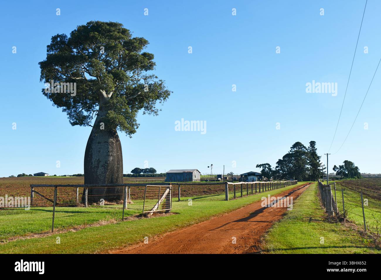 Ein Flaschenbaum markiert einen Eingang zur Farm in South Burnett, Queensland, Australien Stockfoto