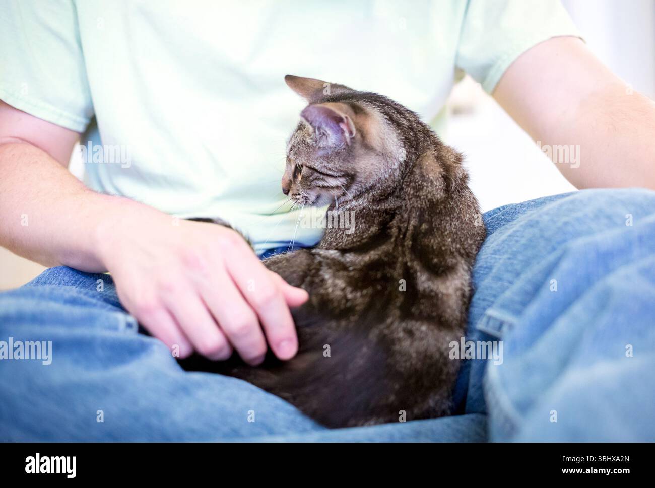 Eine kuschelige Kurzhaar-Tabby-Katze, die sich im Schoß einer Person entspannt Stockfoto