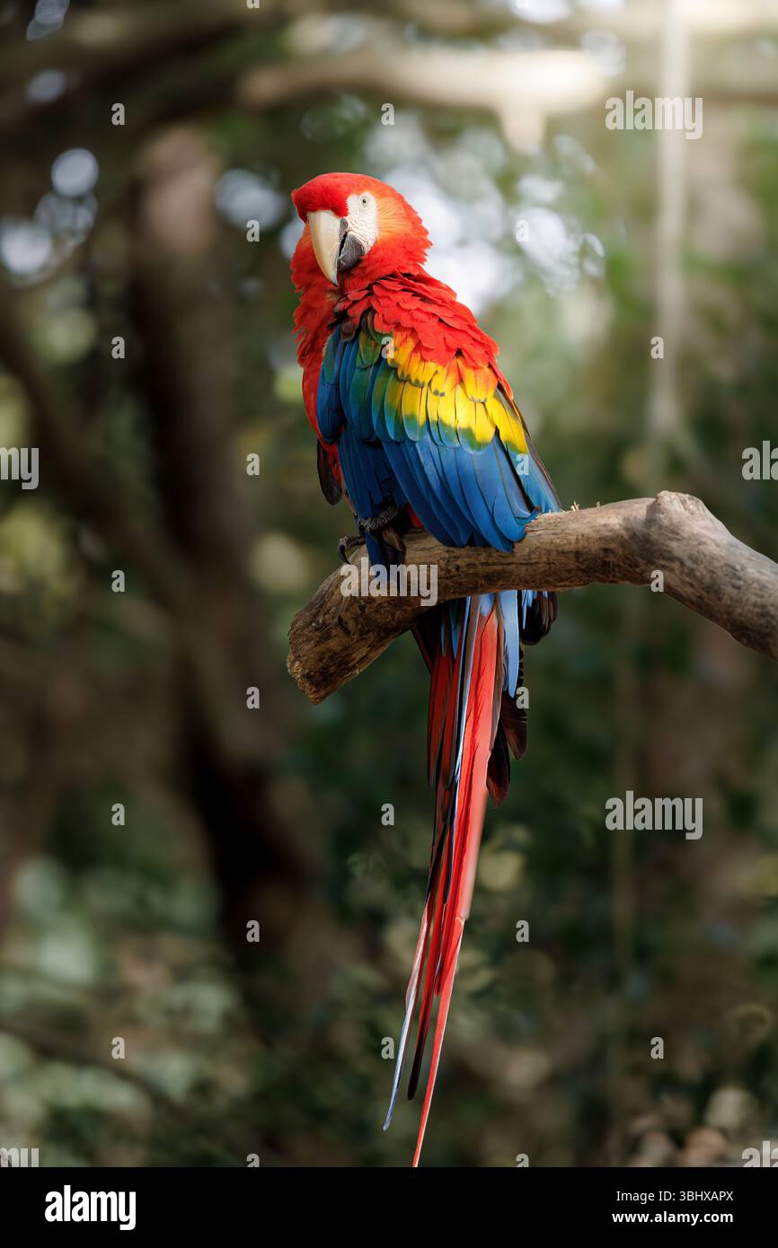 Ein leuchtender Scharlach auf einem Baumzweig, der sein markantes rotes, gelbes und blaues Gefieder in tropischer Waldlandschaft zeigt. Stockfoto