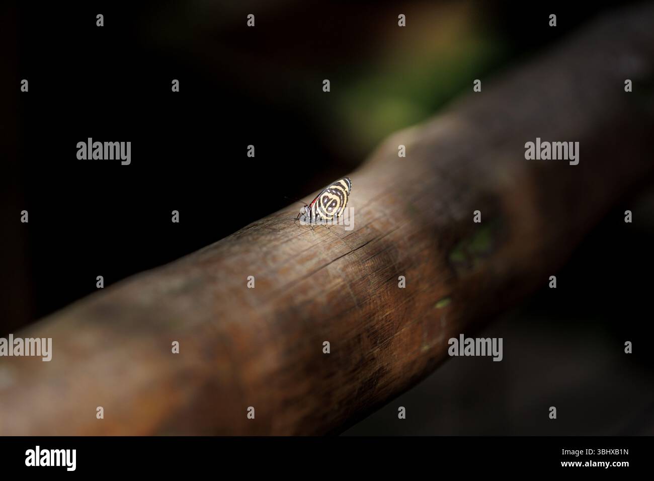 Achtundachtzig Schmetterlinge (Diaethria anna), die auf einer Holzfläche ruhen und sein markantes Flügelmuster „88“ zeigen. Makrofotografie der Tierwelt. Stockfoto