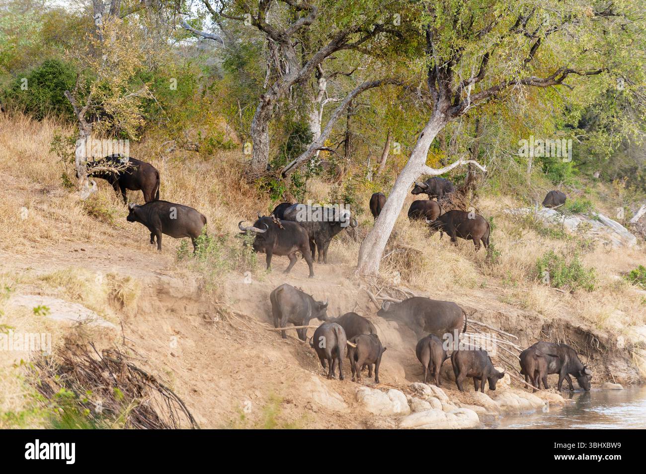 Afrikanischer Büffel (Syncerus Caffer), Eine Herde afrikanischer Büffel am Ufer des Sand River, Südafrika, Mala Mala Game Reserve Stockfoto