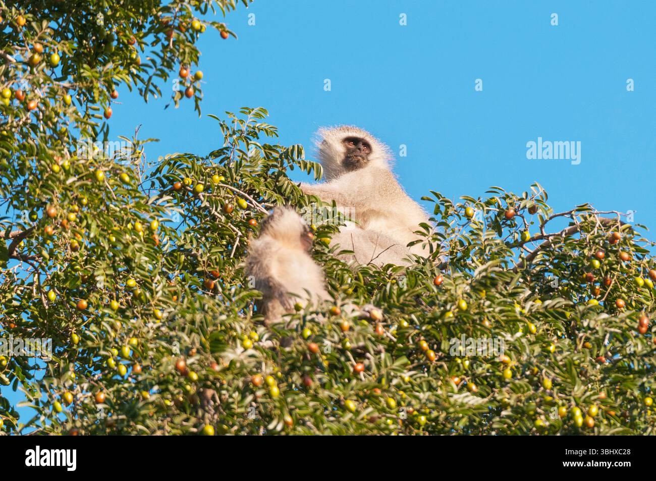 Grivet-Affe, Savanna-Affe, Grüner Affe, Vervet-Affe (Cercopithecus aethiops), Ein Vervet-Affe und Jungtier, Botswana, Mashatu Game Reserve Stockfoto