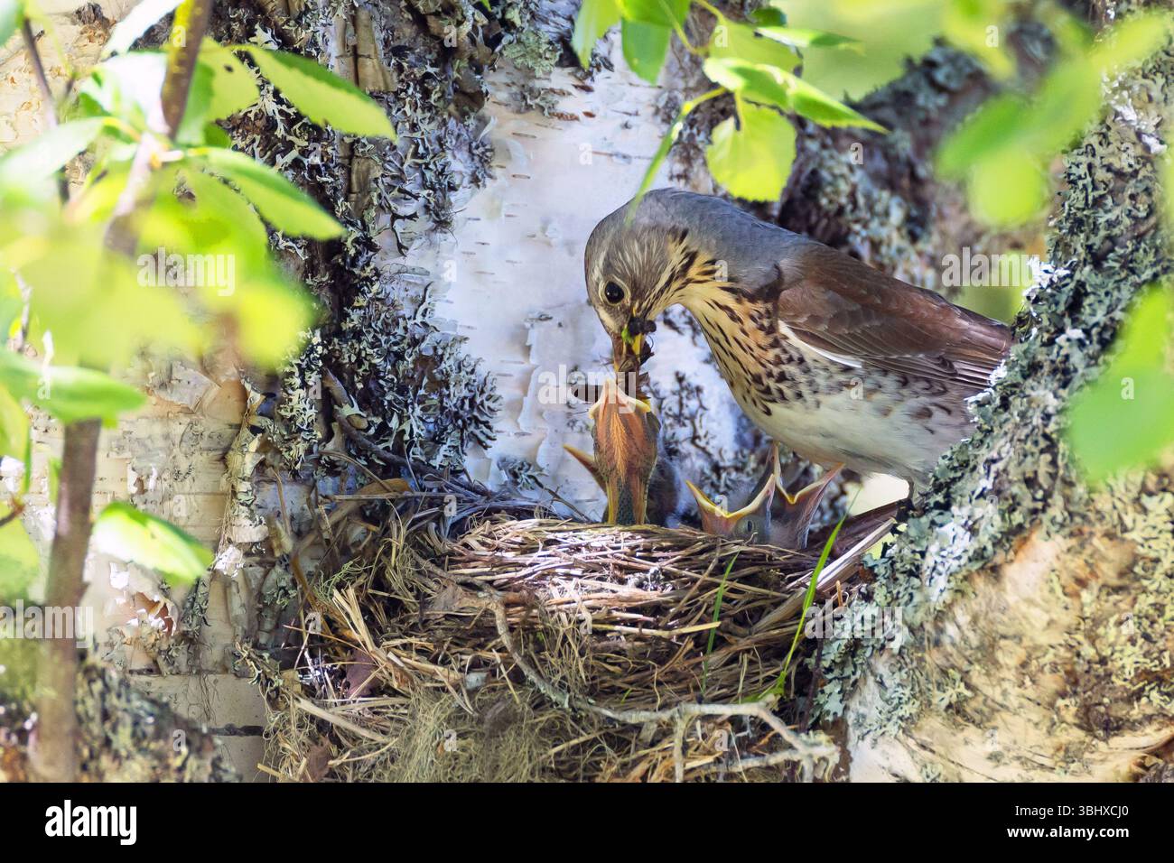 Feldarbeit (Turdus pilaris), Erwachsene füttern Küken im Nest, Norwegen Stockfoto