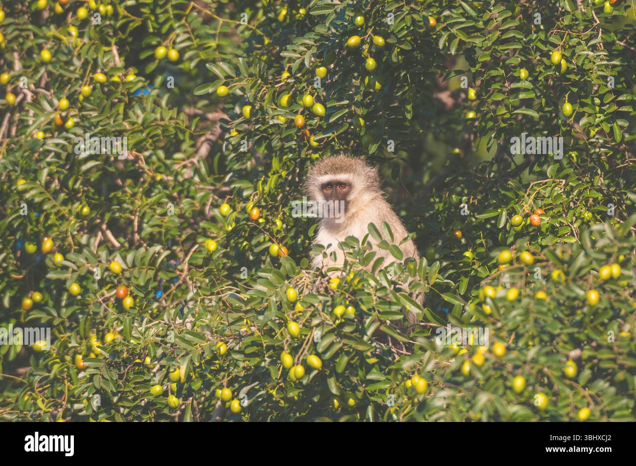 Grivet-Affe, Savanna-Affe, Grüner Affe, Rotvetaffe (Cercopithecus aethiops), auf einem Baumwipfel, Botswana, Mashatu Game Reserve Stockfoto